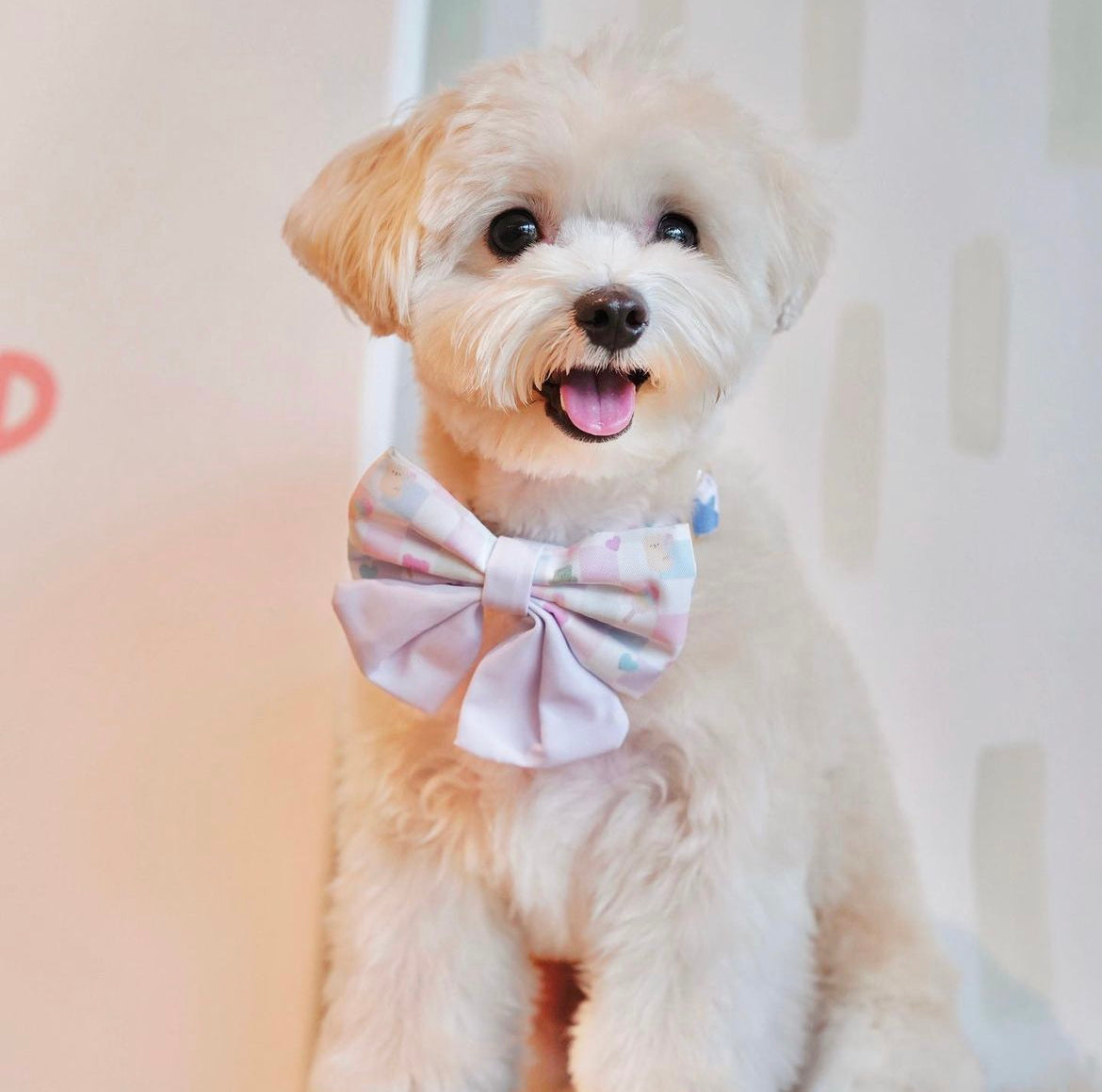 Puppy in a bow tie best sale