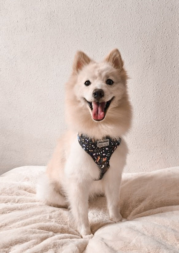 About Midnight Dog Collar