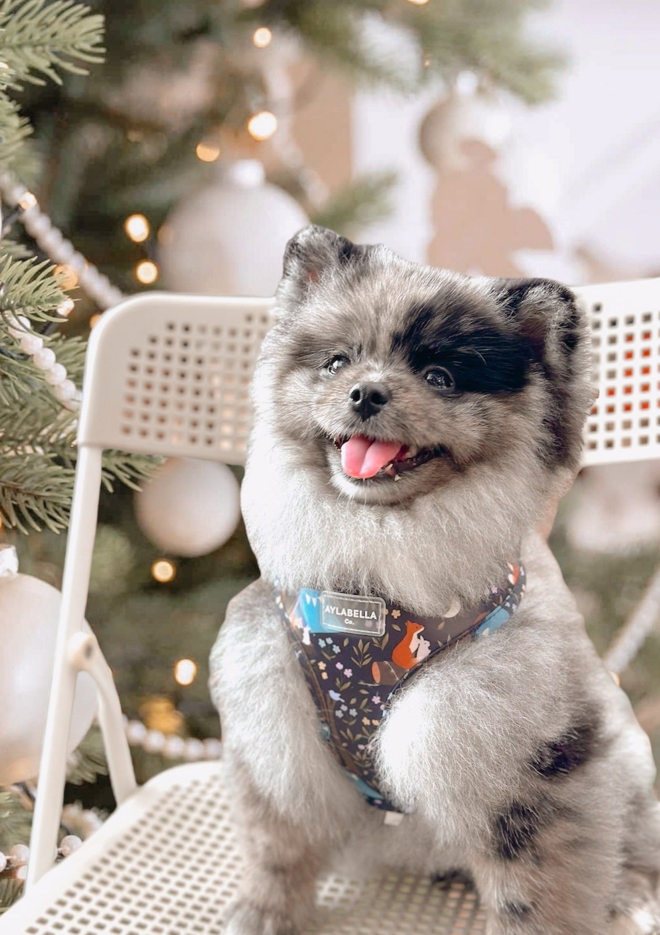 About Midnight Dog Collar