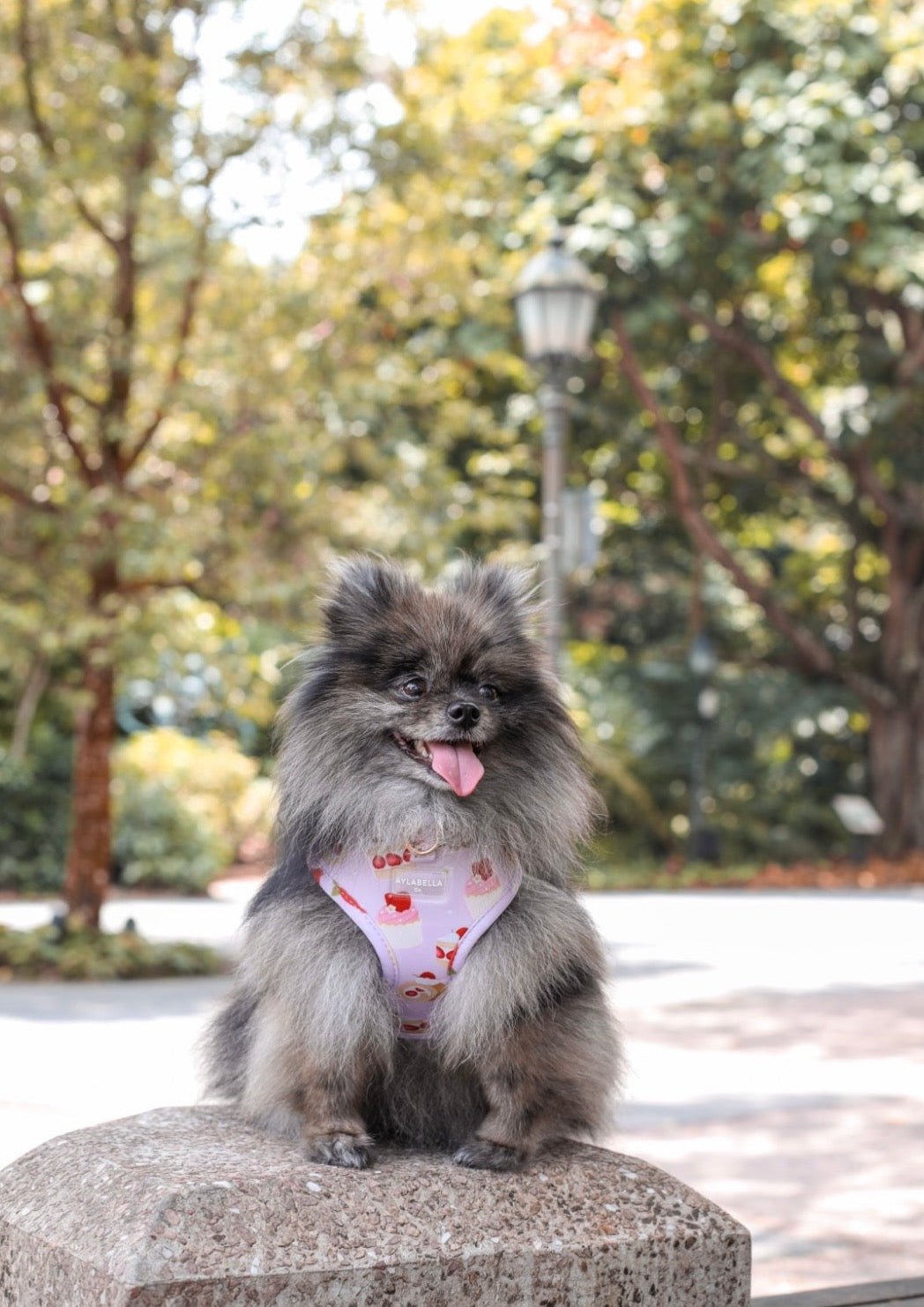 Strawberry Shortcake Dog Harness