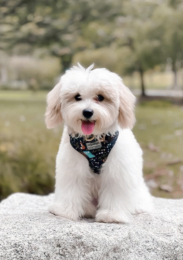 About Midnight Dog Harness
