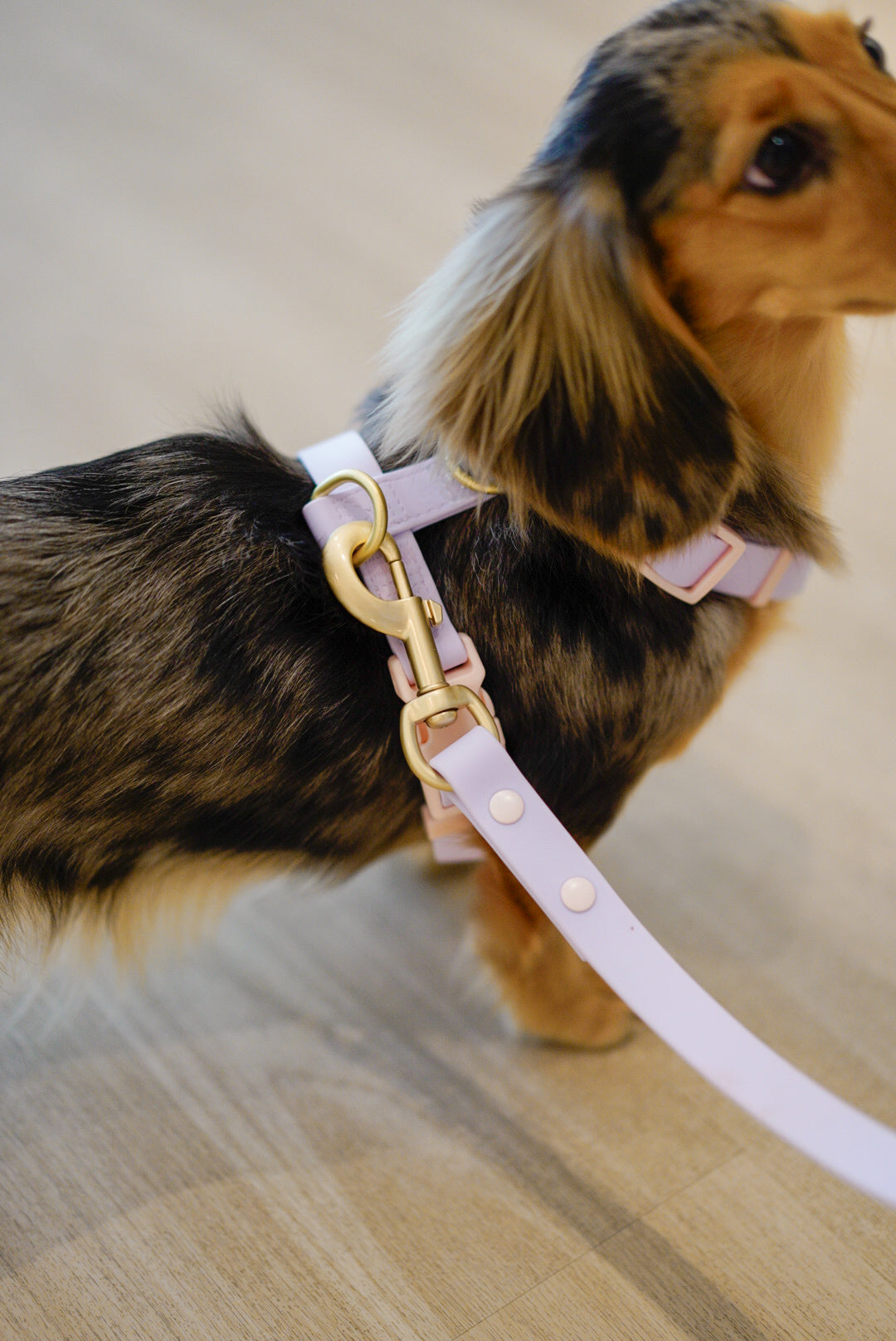 Lylla Waterproof Dog H-Harness