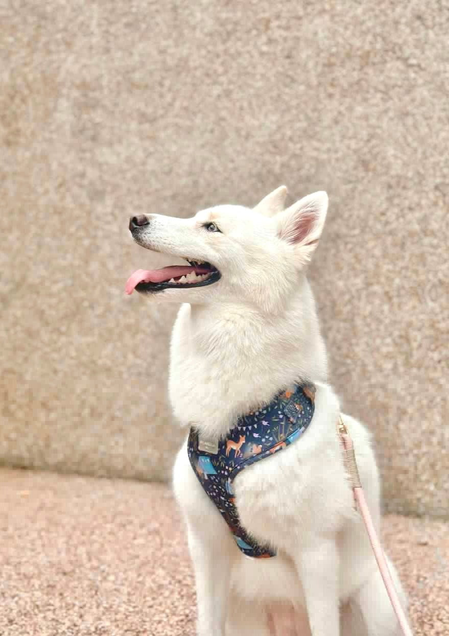 About Midnight Dog Collar