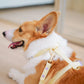 Poppy Waterproof Dog Collar
