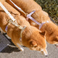 Poppy Waterproof Dog Leash