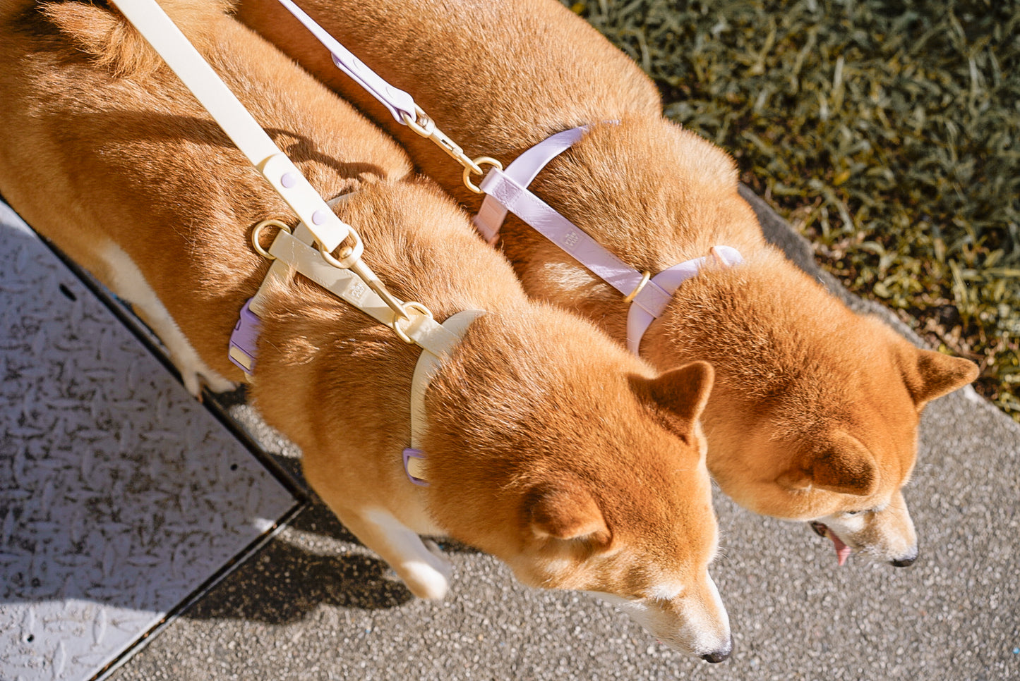 Poppy Waterproof Dog Leash