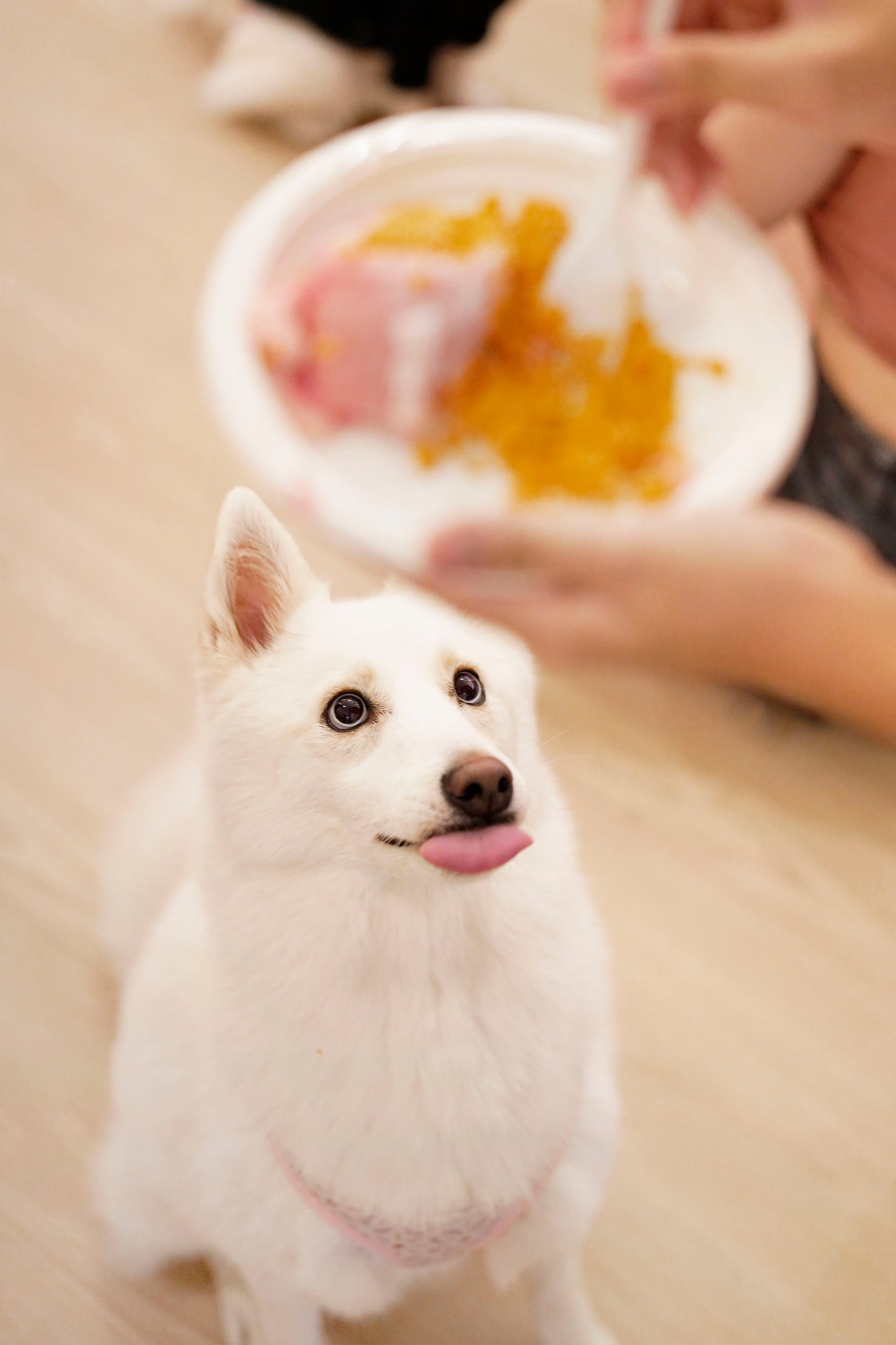 Host Your Dog’s Barkday With Us