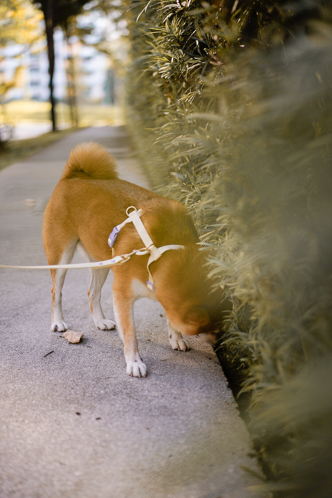 Poppy Waterproof Dog Leash