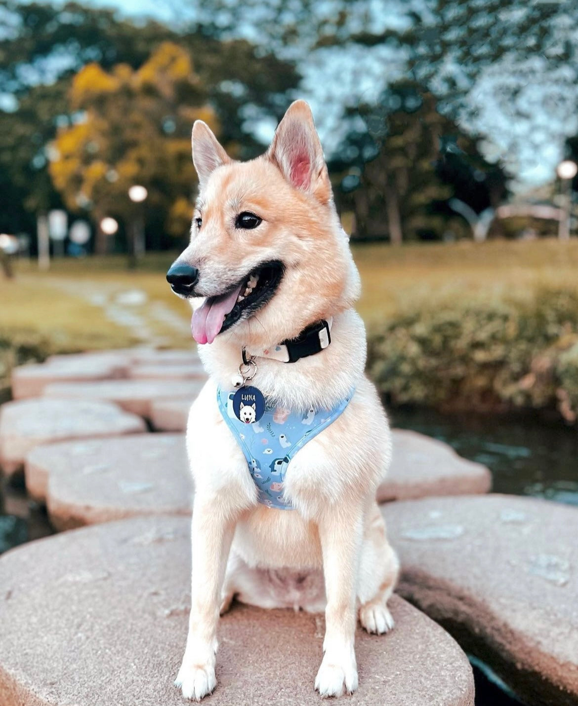 Blue heeler clearance harness