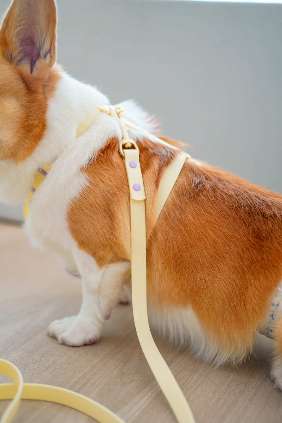 Poppy Waterproof Dog Leash