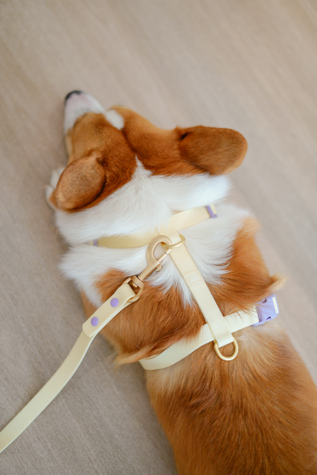 Poppy Waterproof Dog Collar