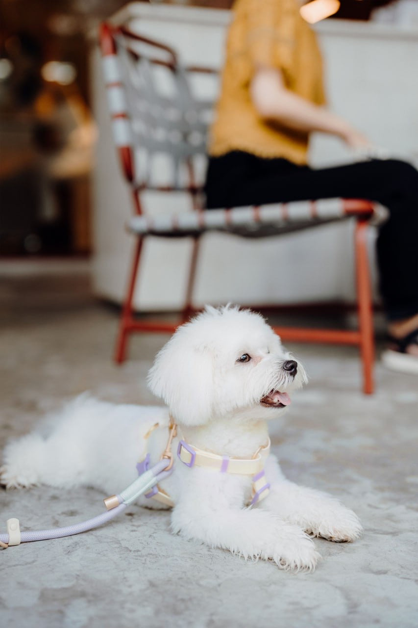 Lilac Dog Hands-Free Leash
