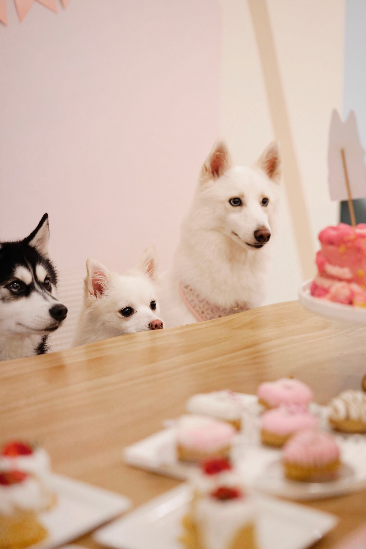 Host Your Dog’s Barkday With Us