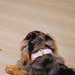 Lylla Waterproof Dog Collar