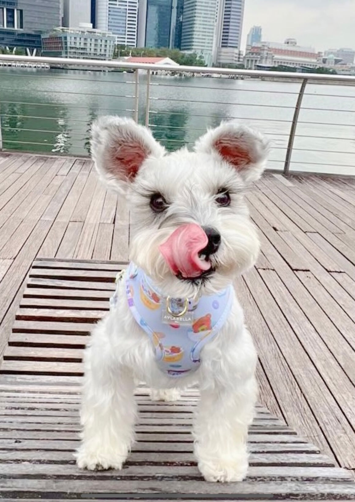 Cute Loops Dog Harness