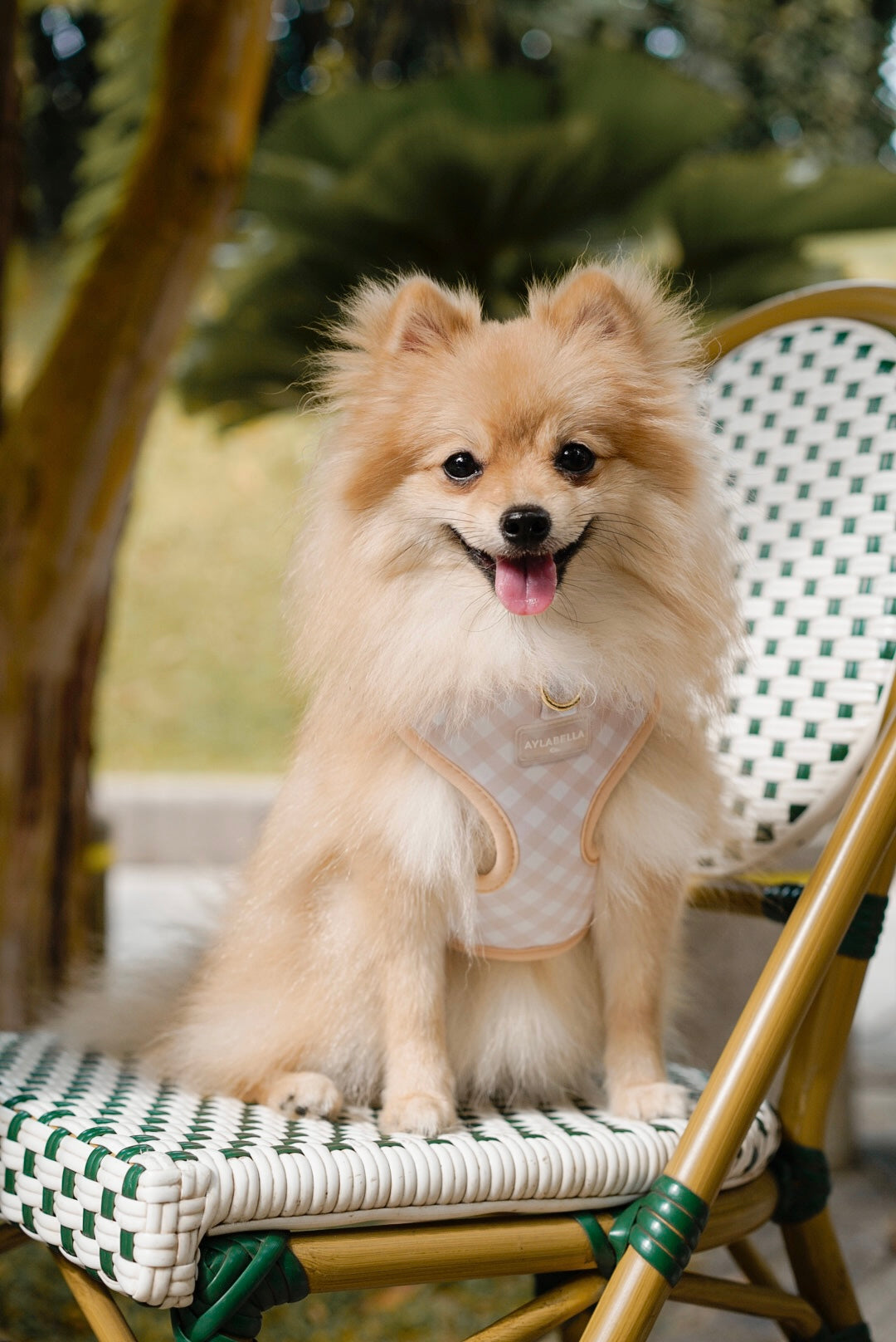 Macadamia Dog Collar