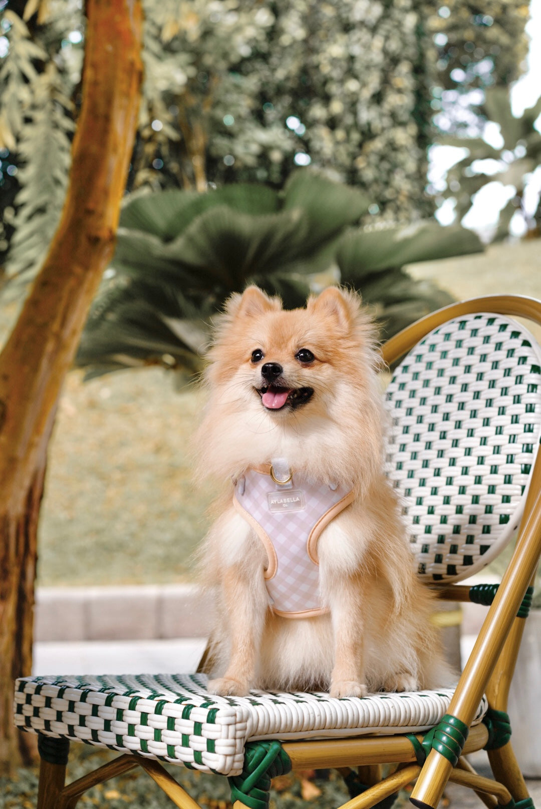 Macadamia Dog Harness