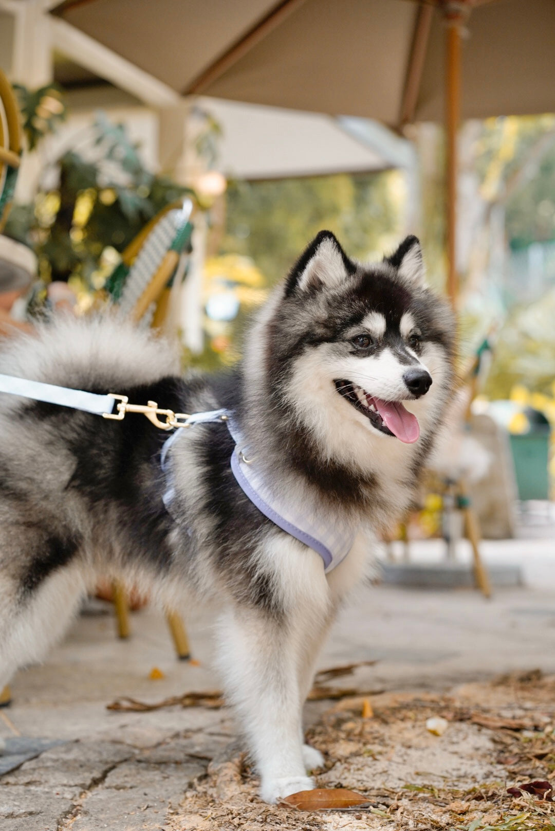 Archie’s Dog Collar