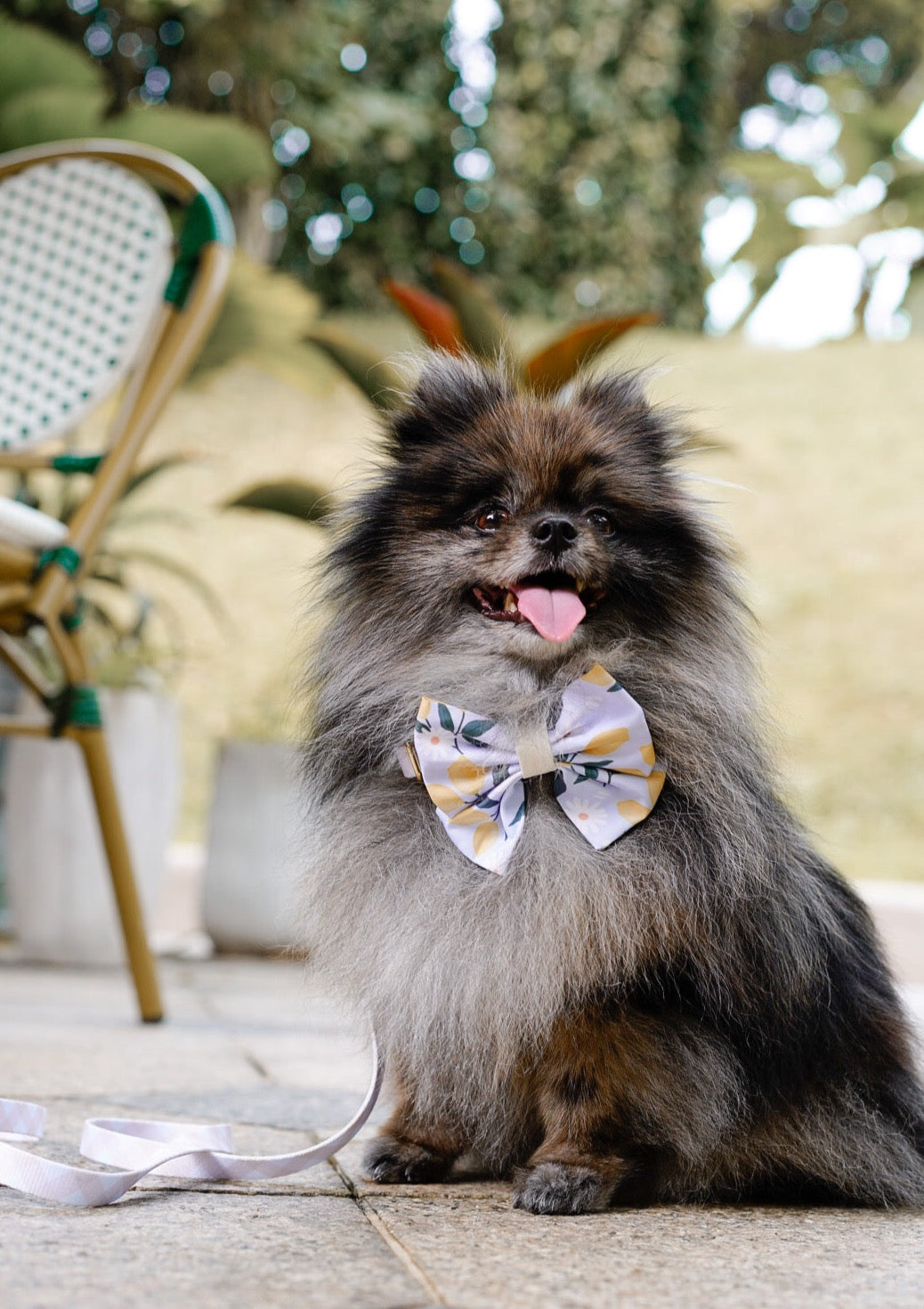 Mystery Bag - Dog Bow Tie Edition