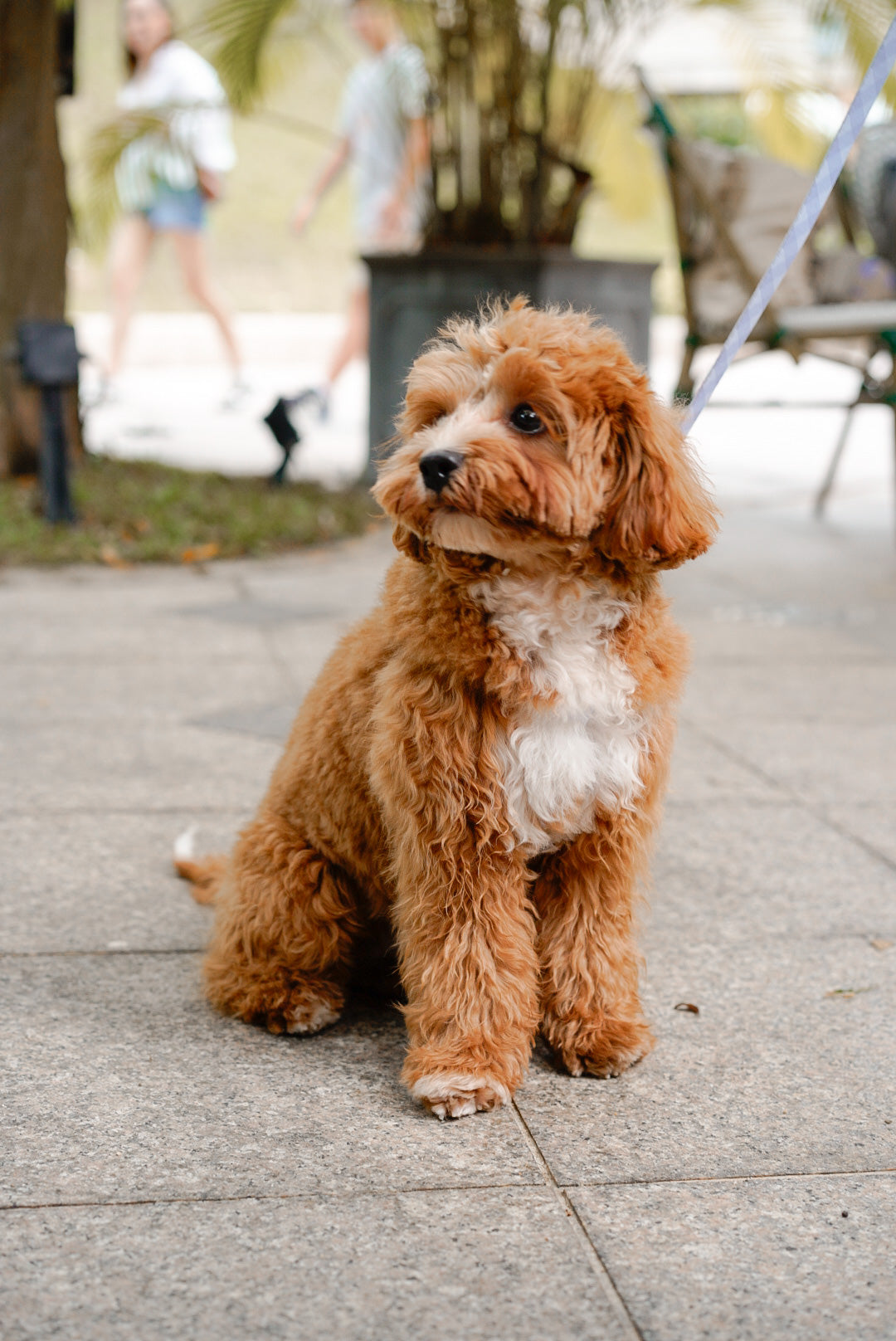 Archie’s Dog Leash