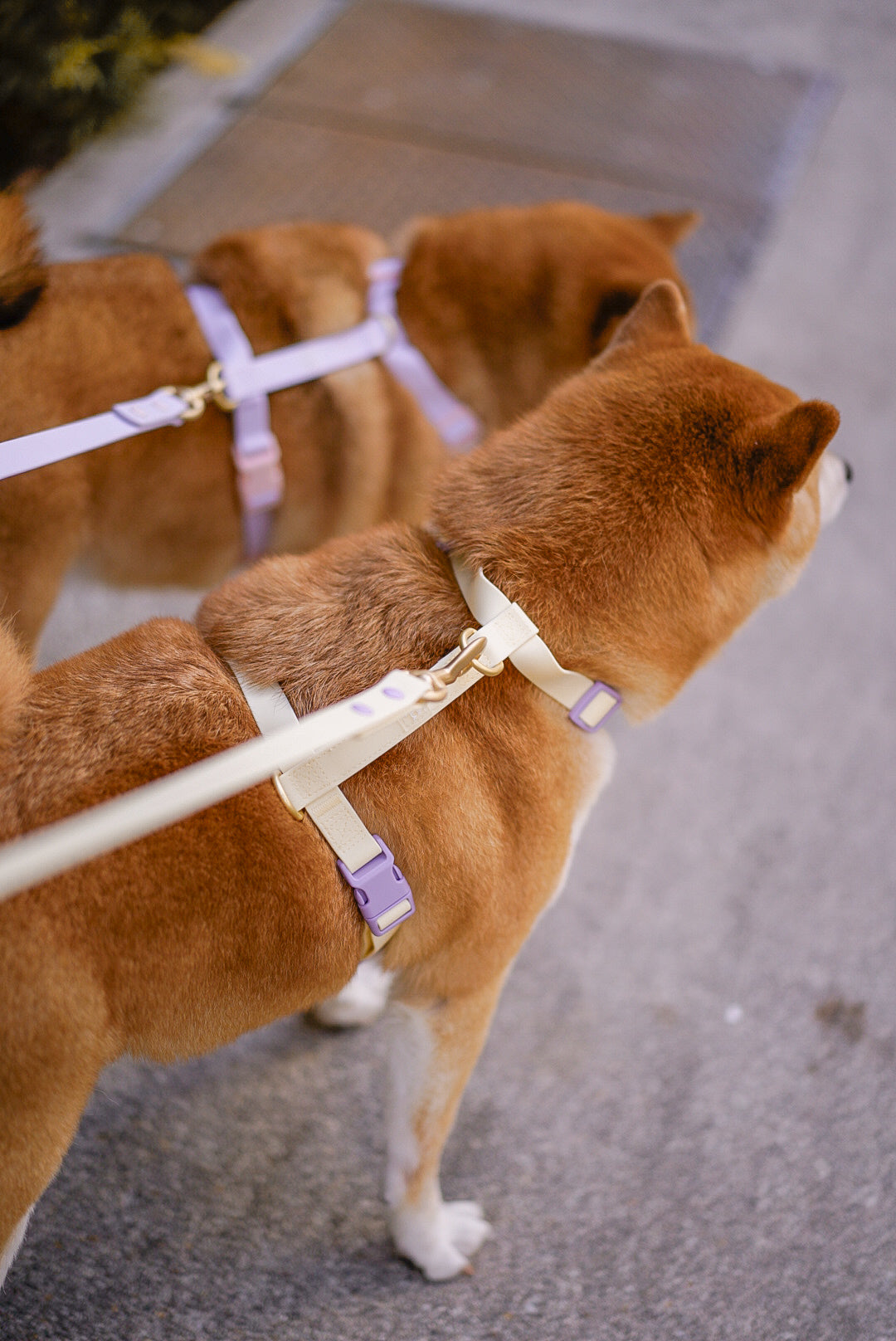 Poppy Waterproof Dog Leash