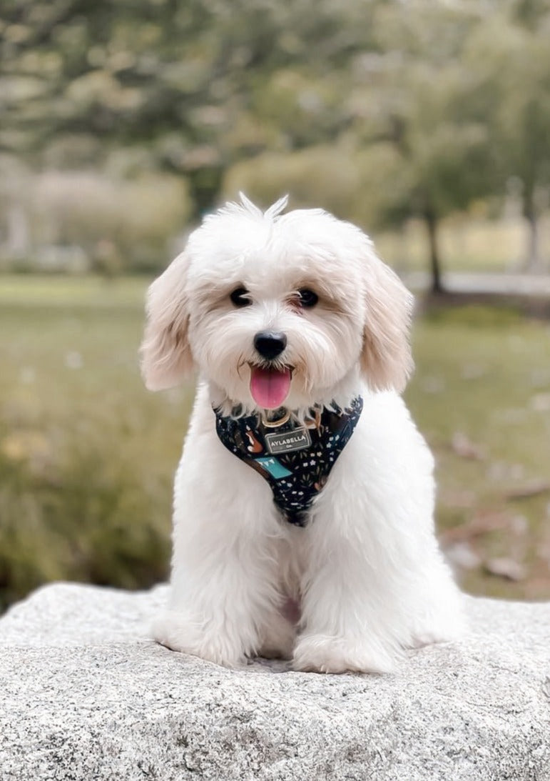 About Midnight Dog Collar