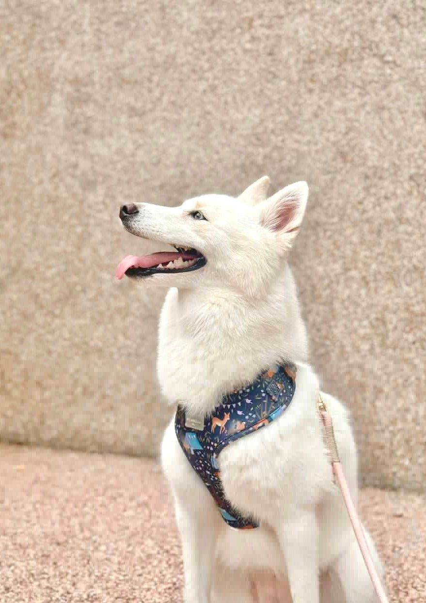 About Midnight Dog Harness