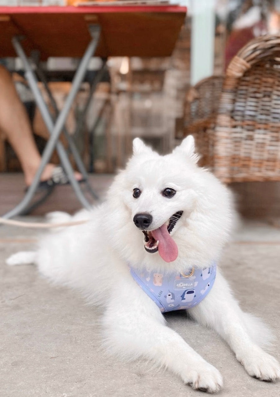 Sea-lly Creatures Dog Harness