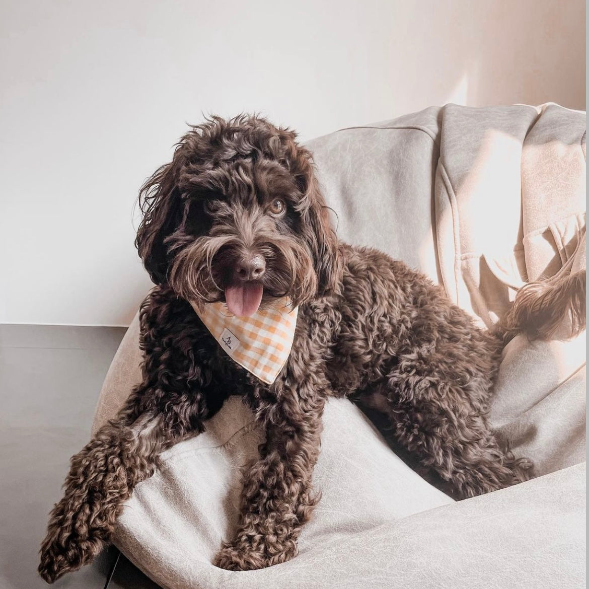 Sunkissed Dog Bandana