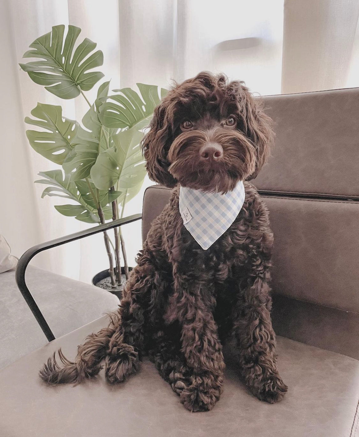 French Blue Bandana
