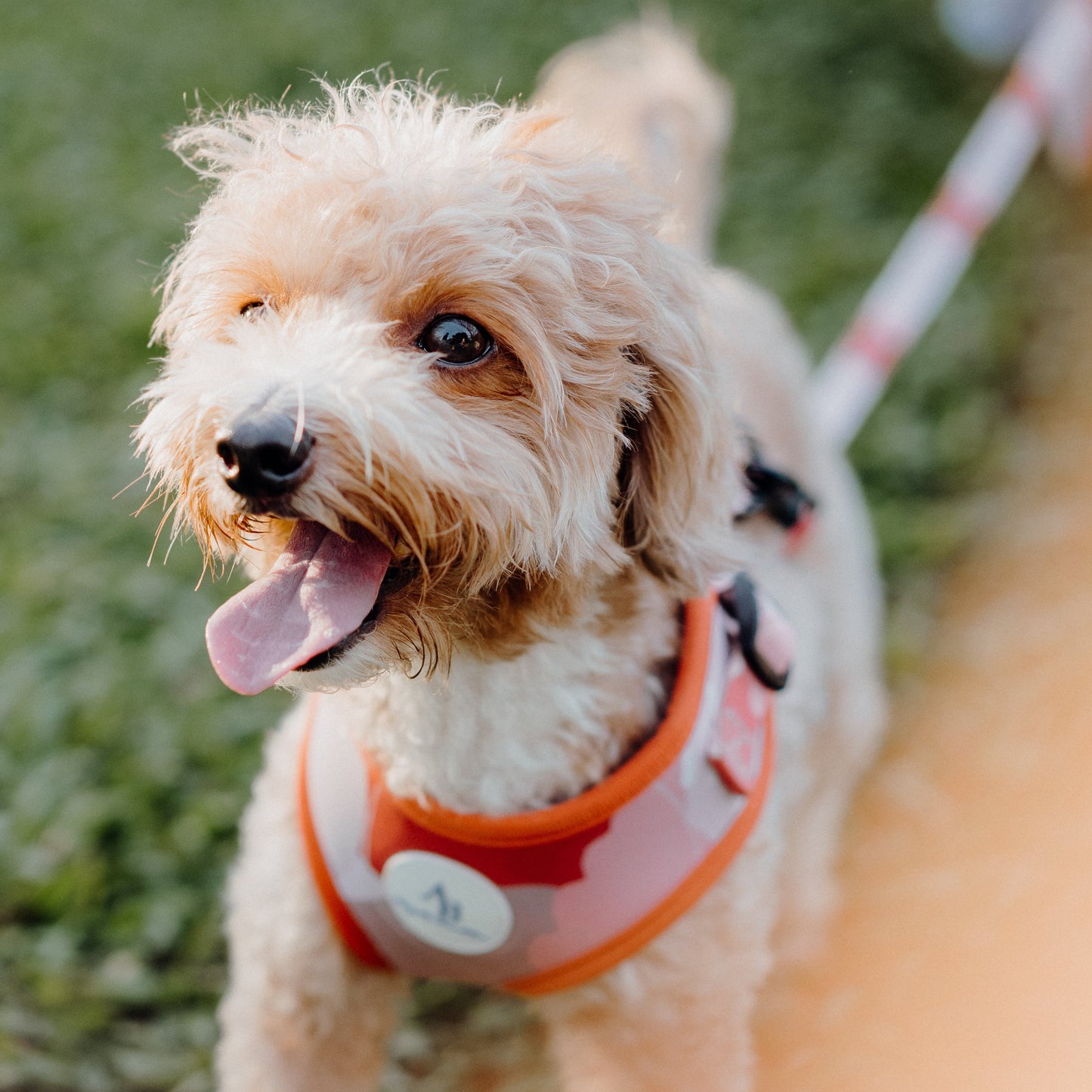 Nordic Woods Dog Harness