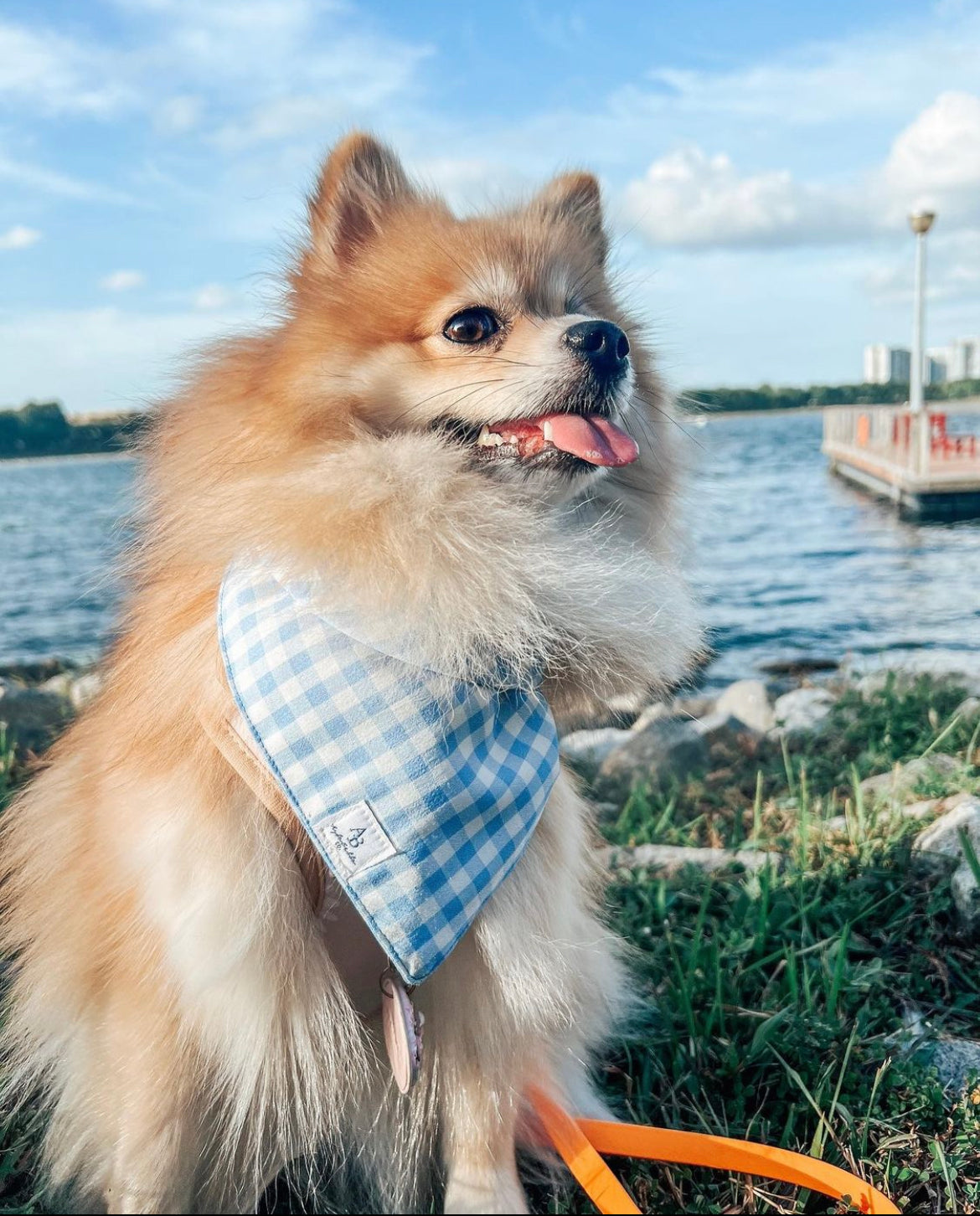 French Blue Bandana