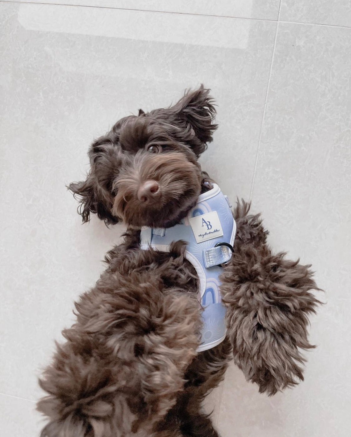 Bella Cuddles Dog Harness