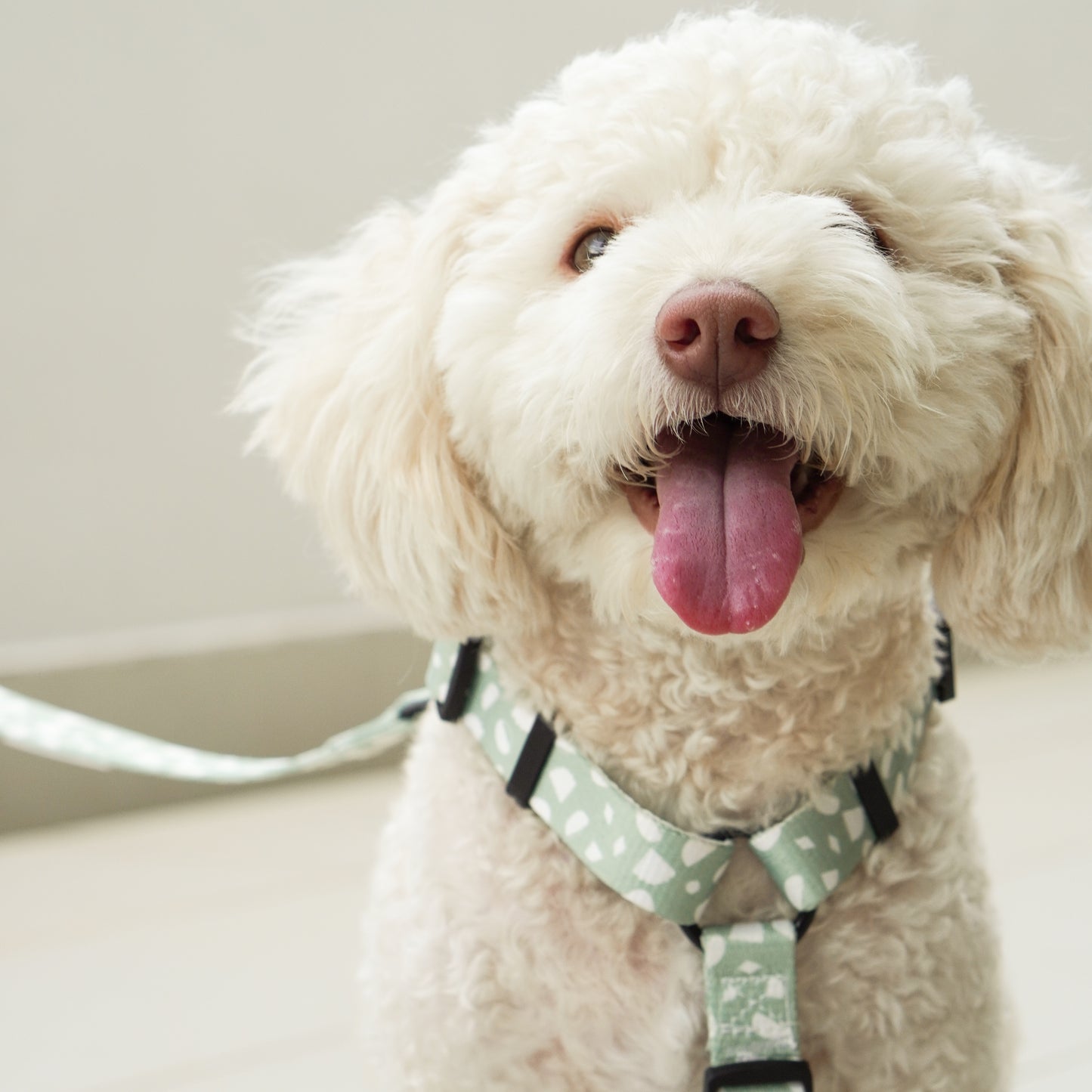 Laurel Dog H-Harness