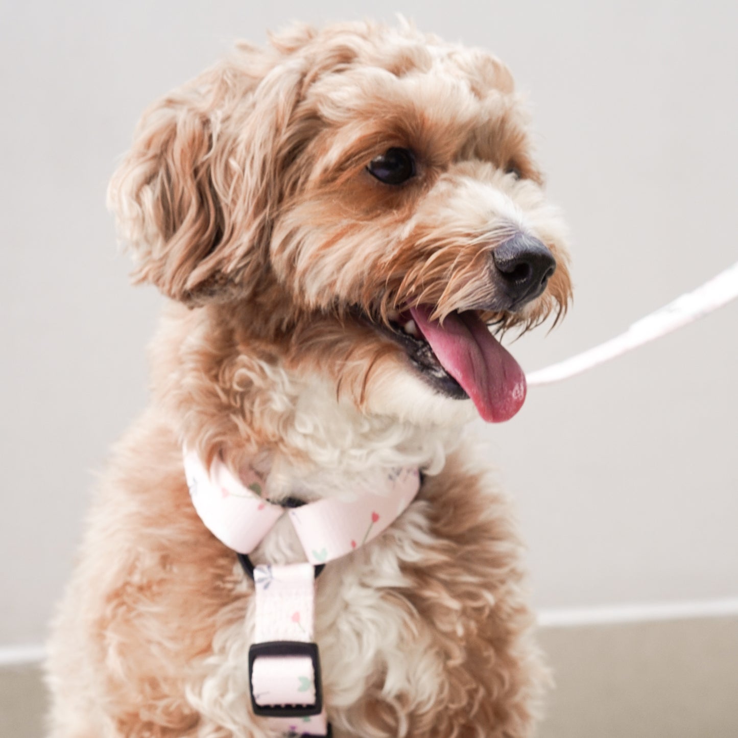 Pink Blossom Dog H-Harness