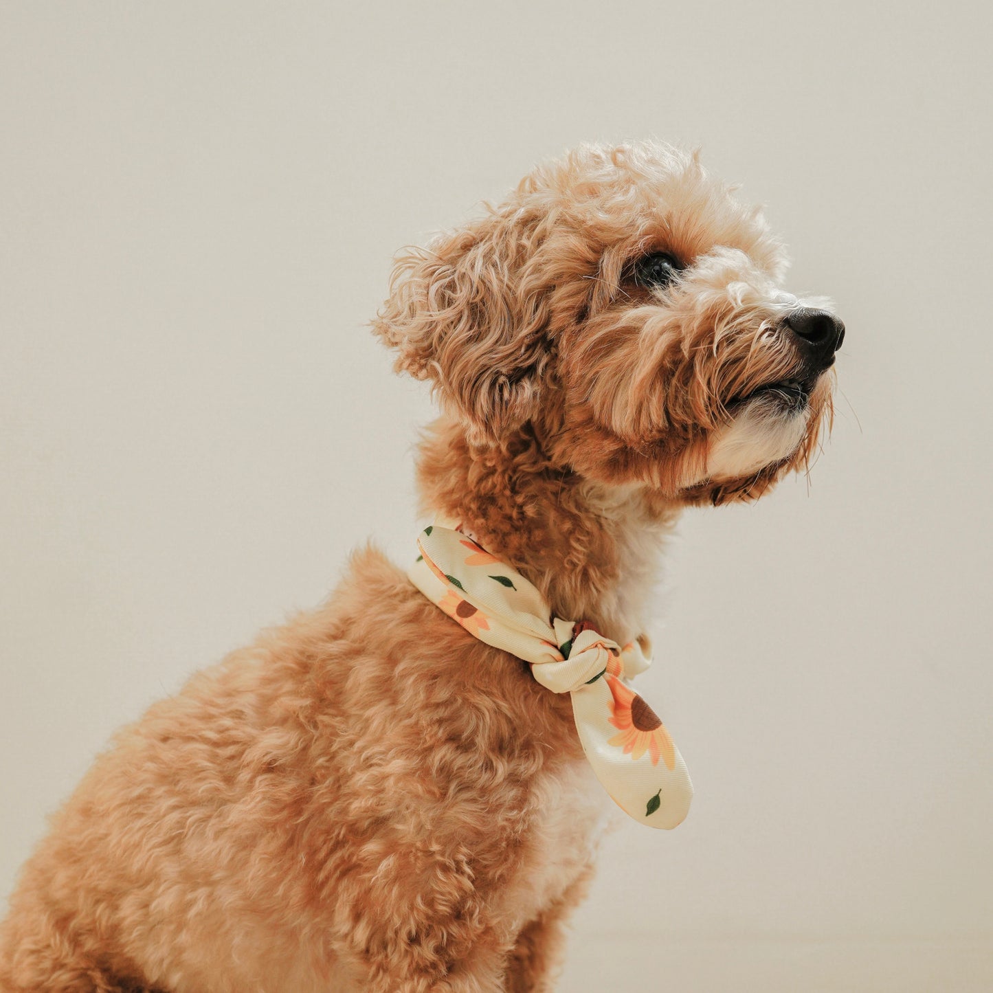 Vanilla Butter Dog Neckerchief