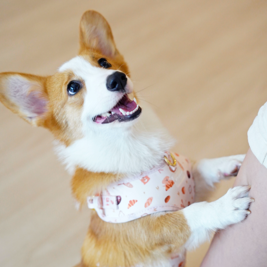 Toast Dog Harness