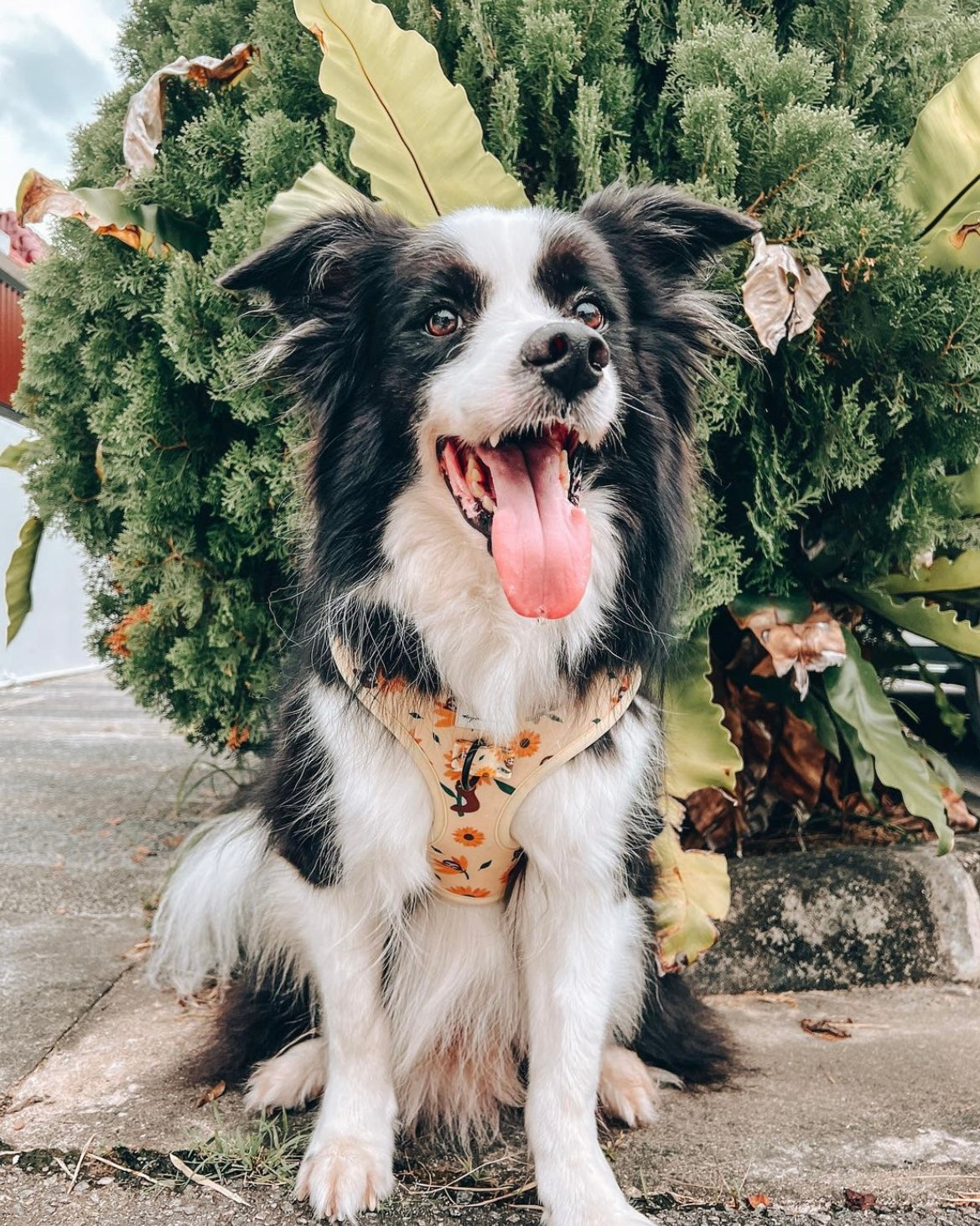 Summer Sloths Dog Harness