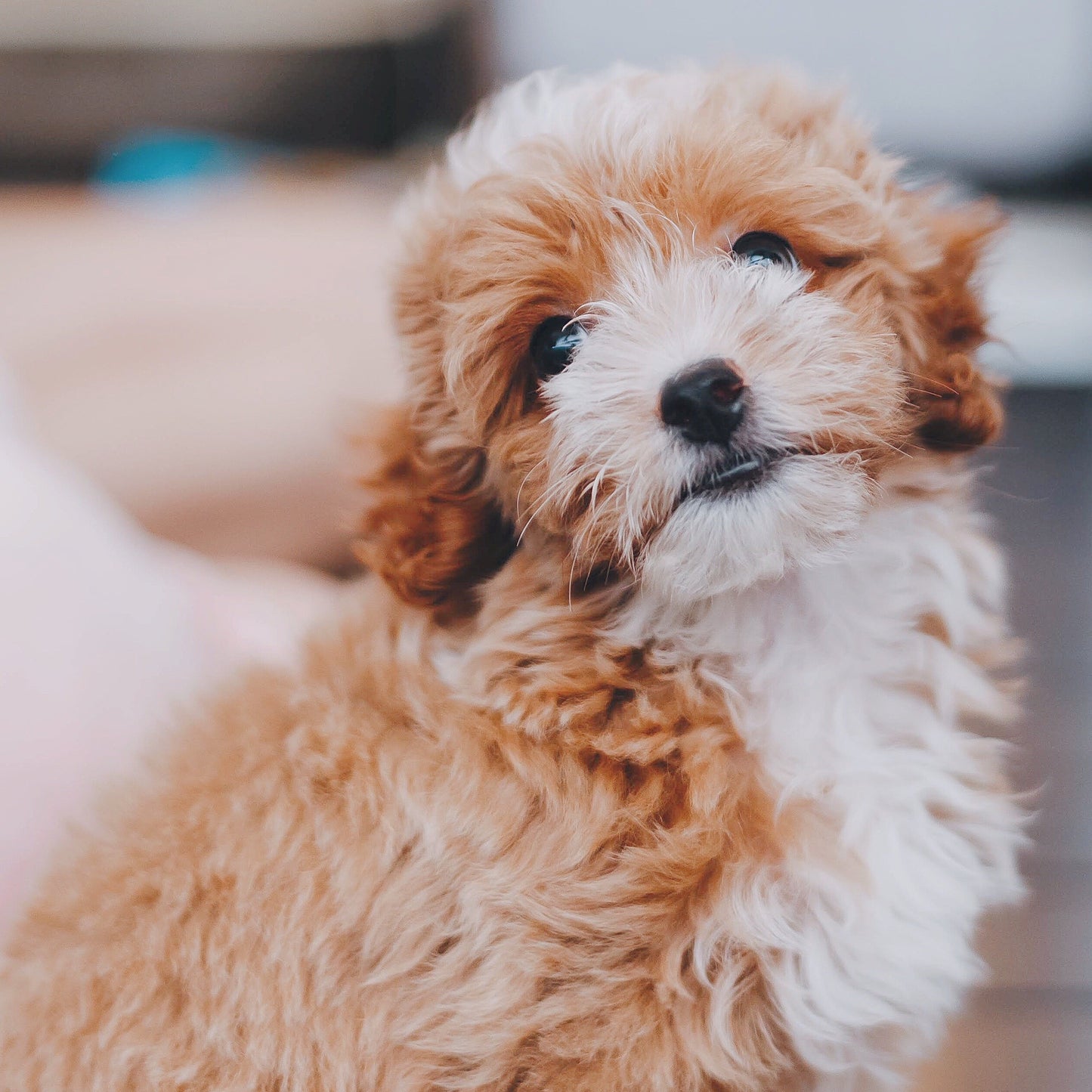 Puppy Graduation Program