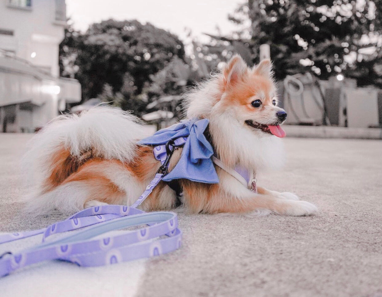 Bella Cuddles Dog Leash