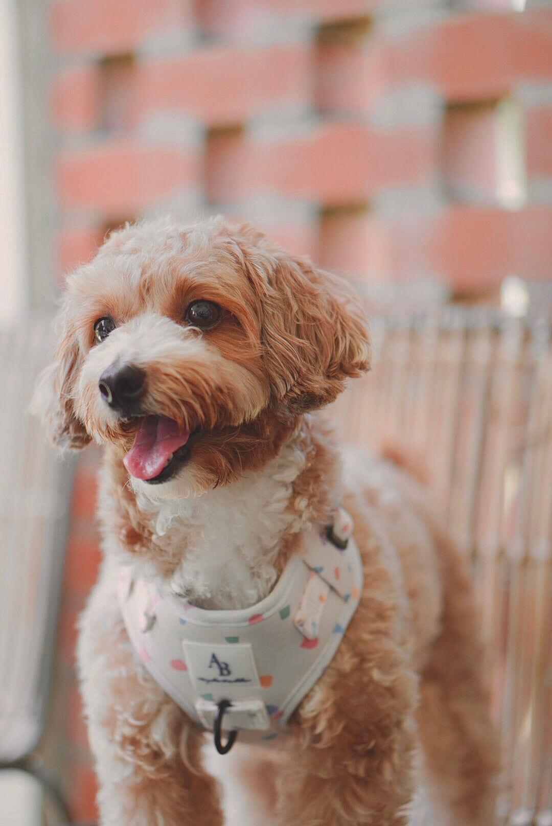 Confetti Dreams Dog Harness