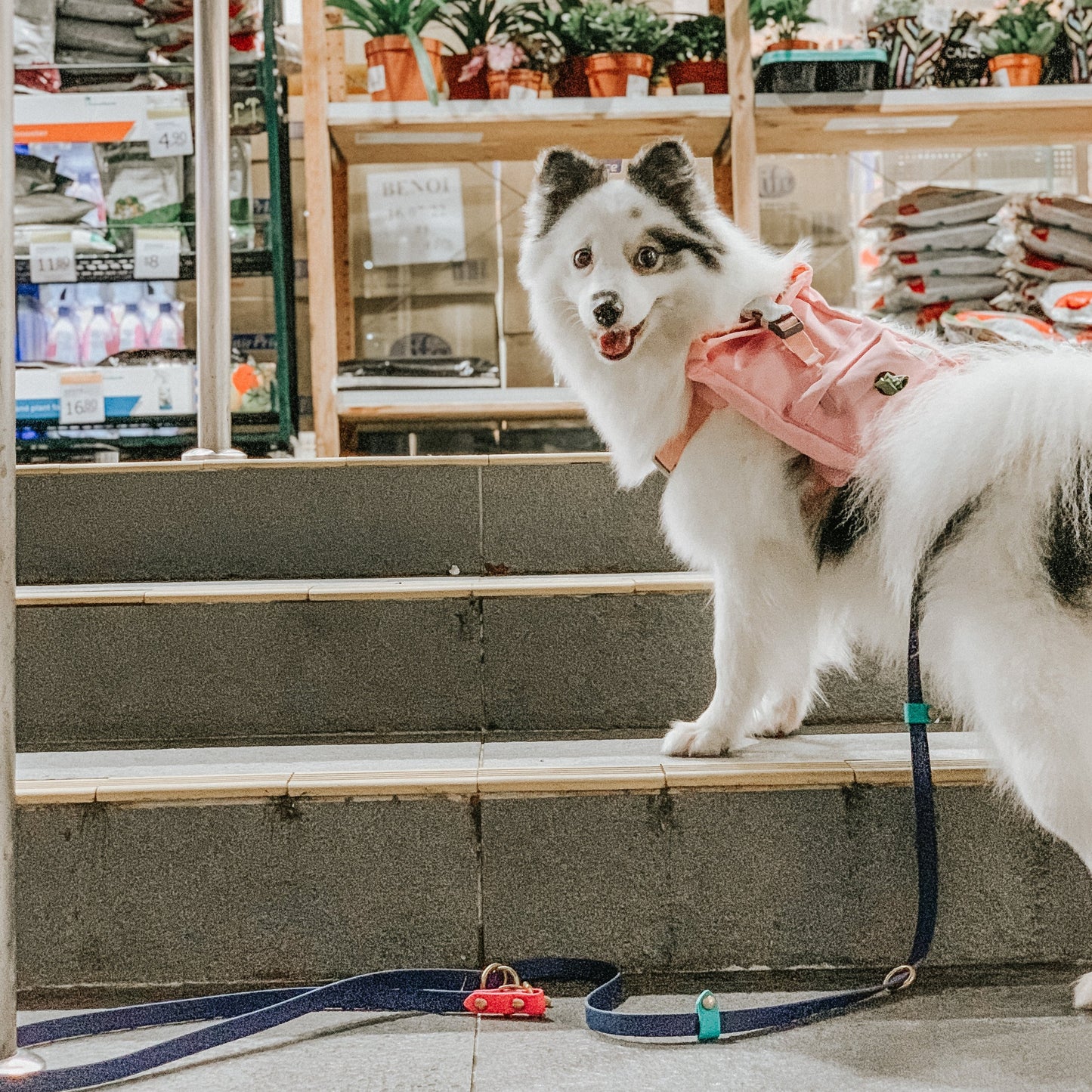 Kylie Harness Dog Harness Backpack