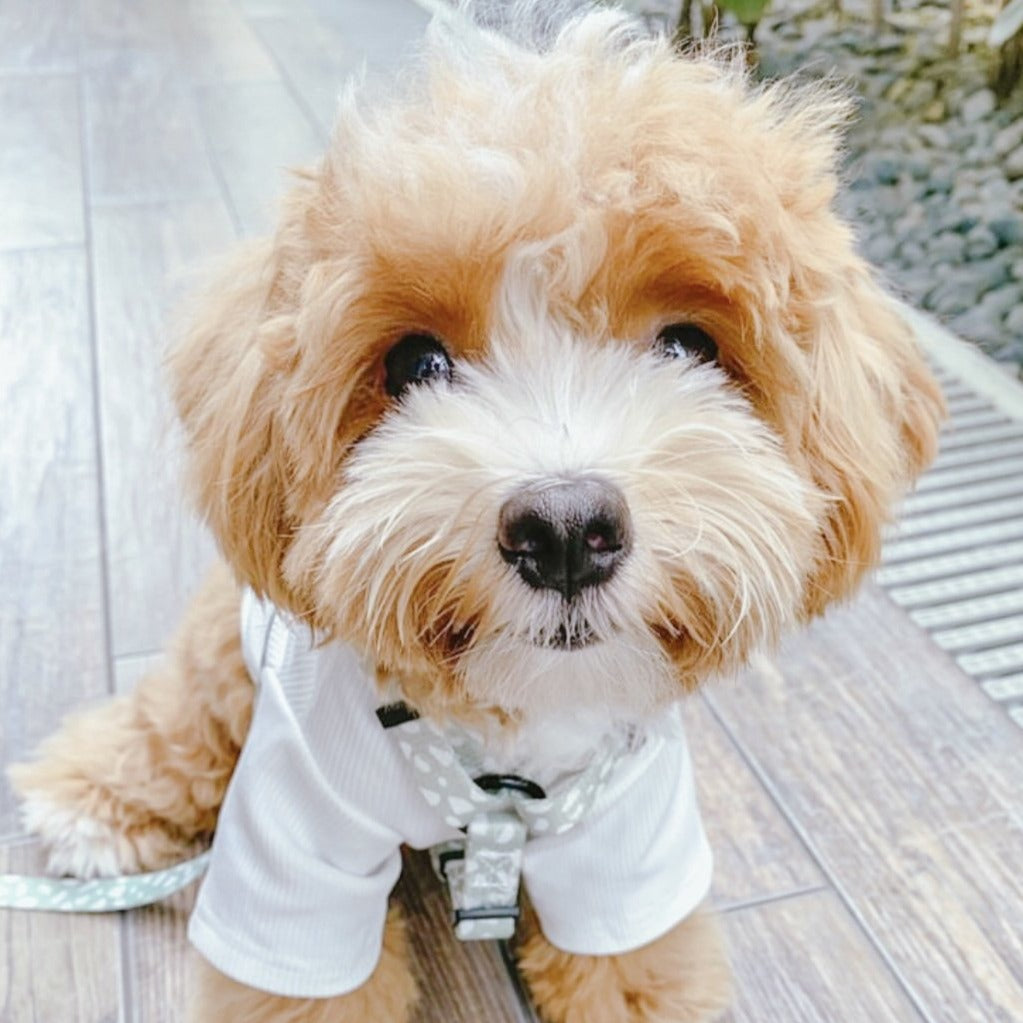 Laurel Dog H-Harness