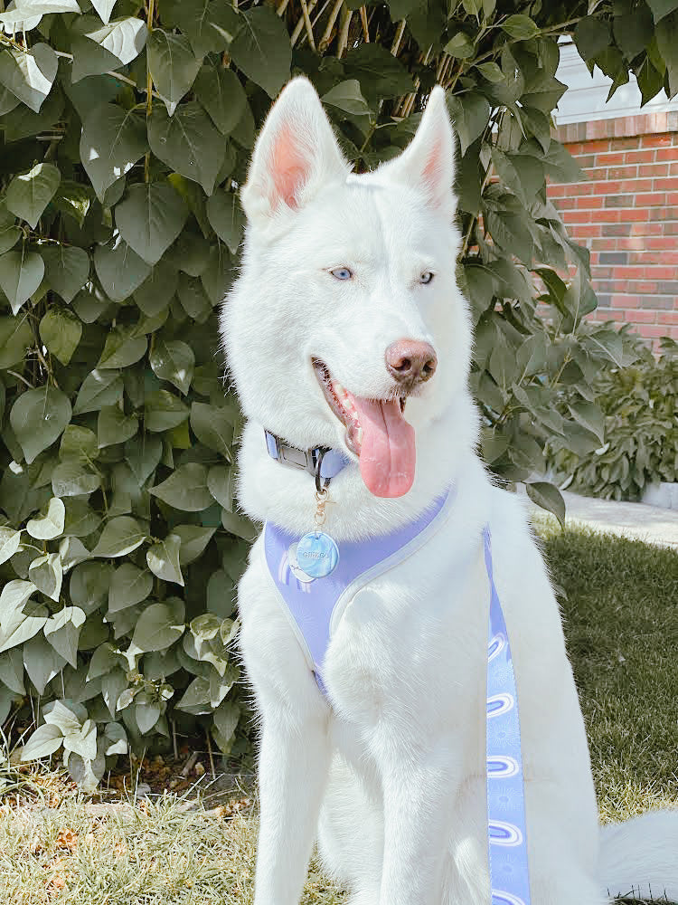 Bella Cuddles Dog Harness