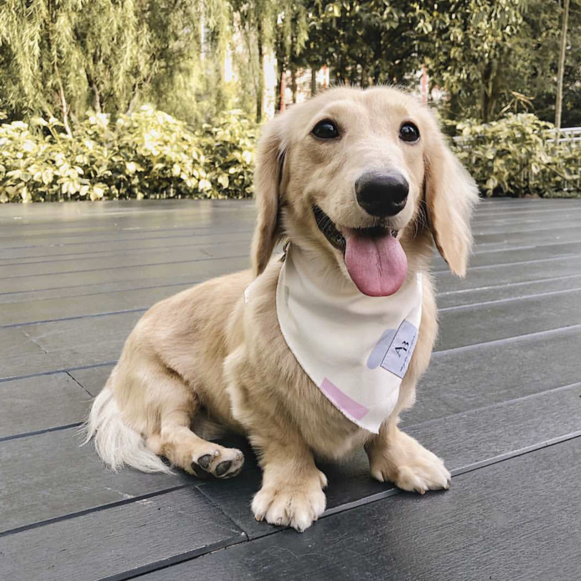 Confetti Dreams Dog Bandana