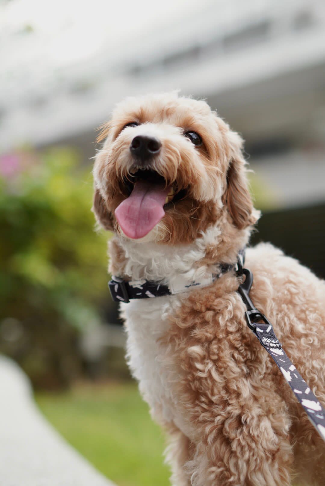 P.S. I Love You Dog Collar