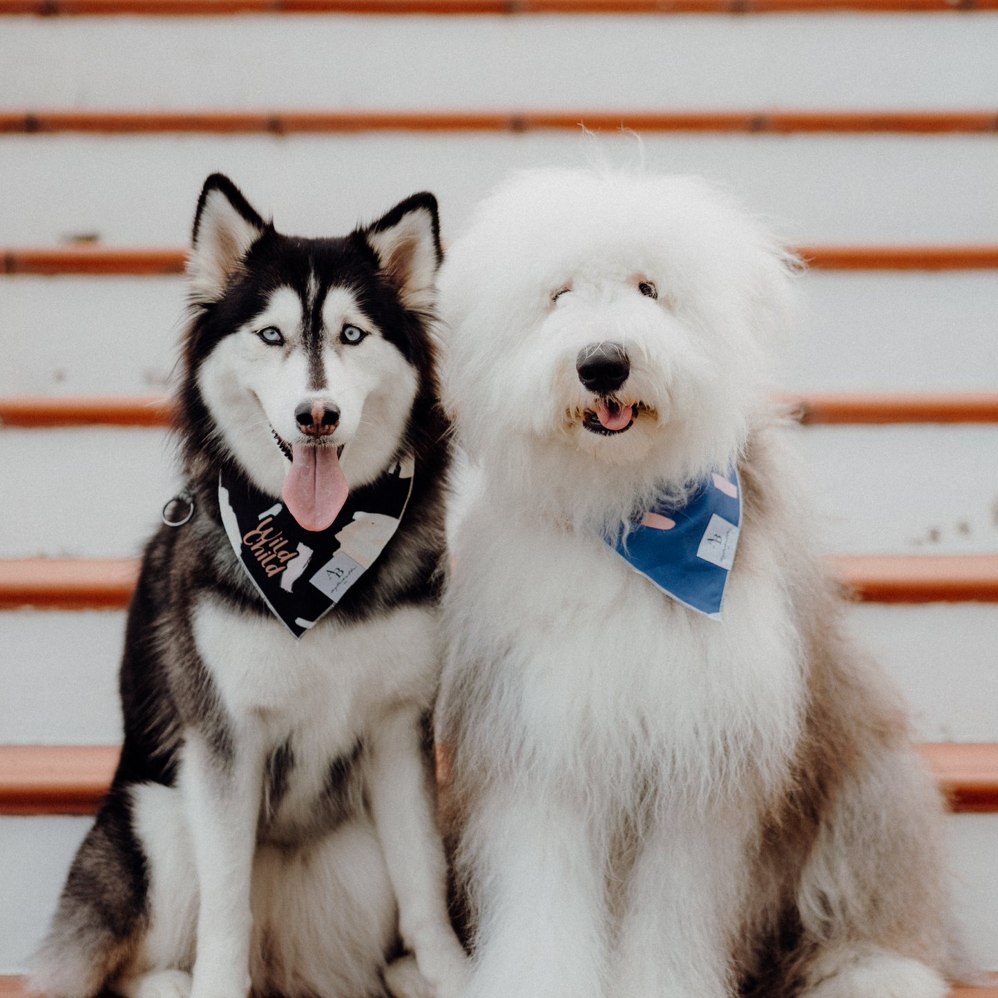 Confetti Dreams Dog Bandana