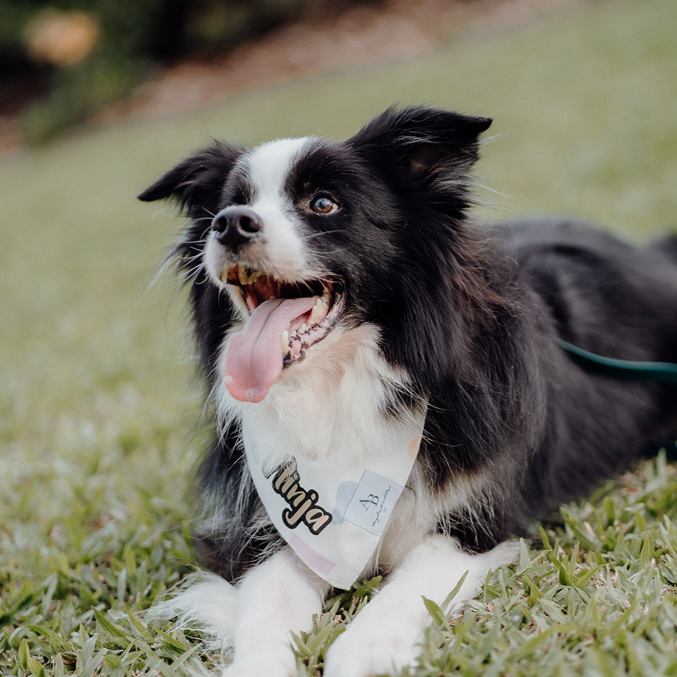 Confetti Dreams Dog Bandana