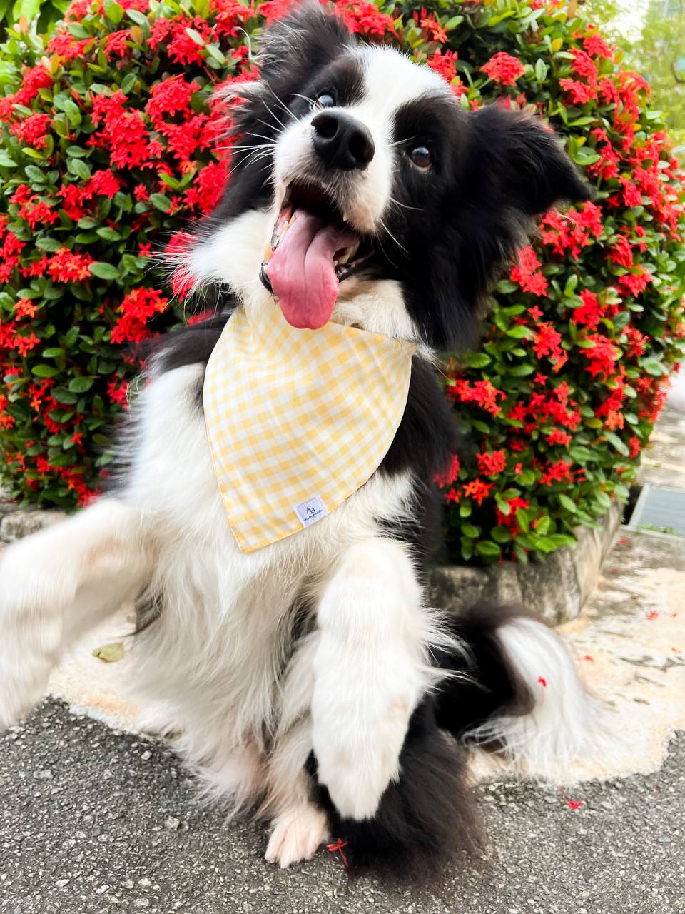 Sunkissed Dog Bandana