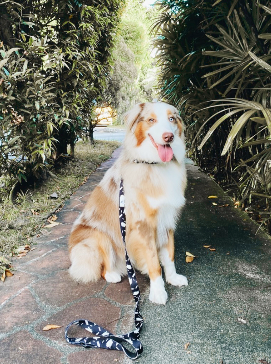 P.S. I Love You Dog Collar